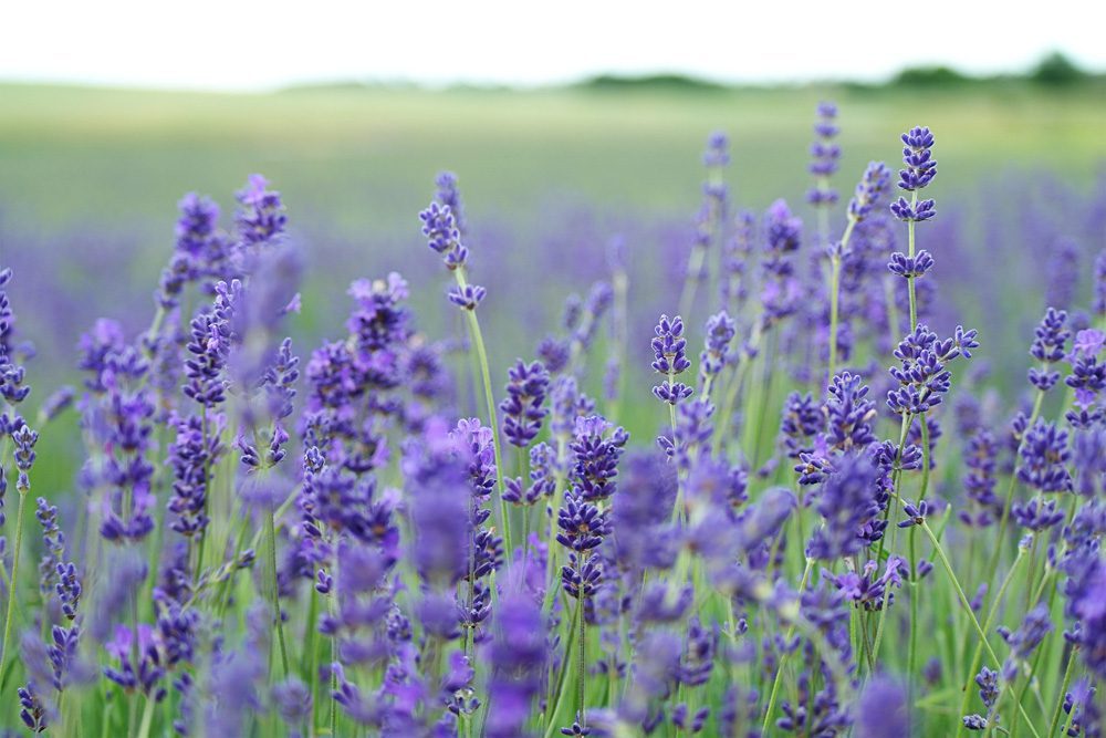 field of lavender