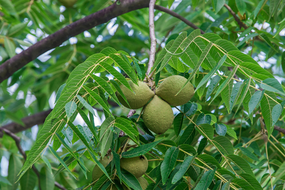 Eastern black walnut (Juglans nigra) Eastern black walnut (Juglans nigra)