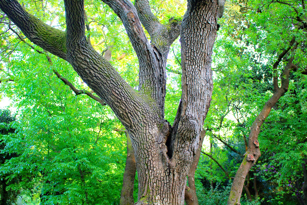 Herbal Focus: Black Walnut, Eastern (Juglans nigra)
