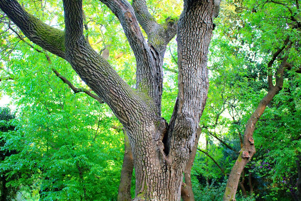 Herbal Focus: Black Walnut, Eastern (Juglans nigra)