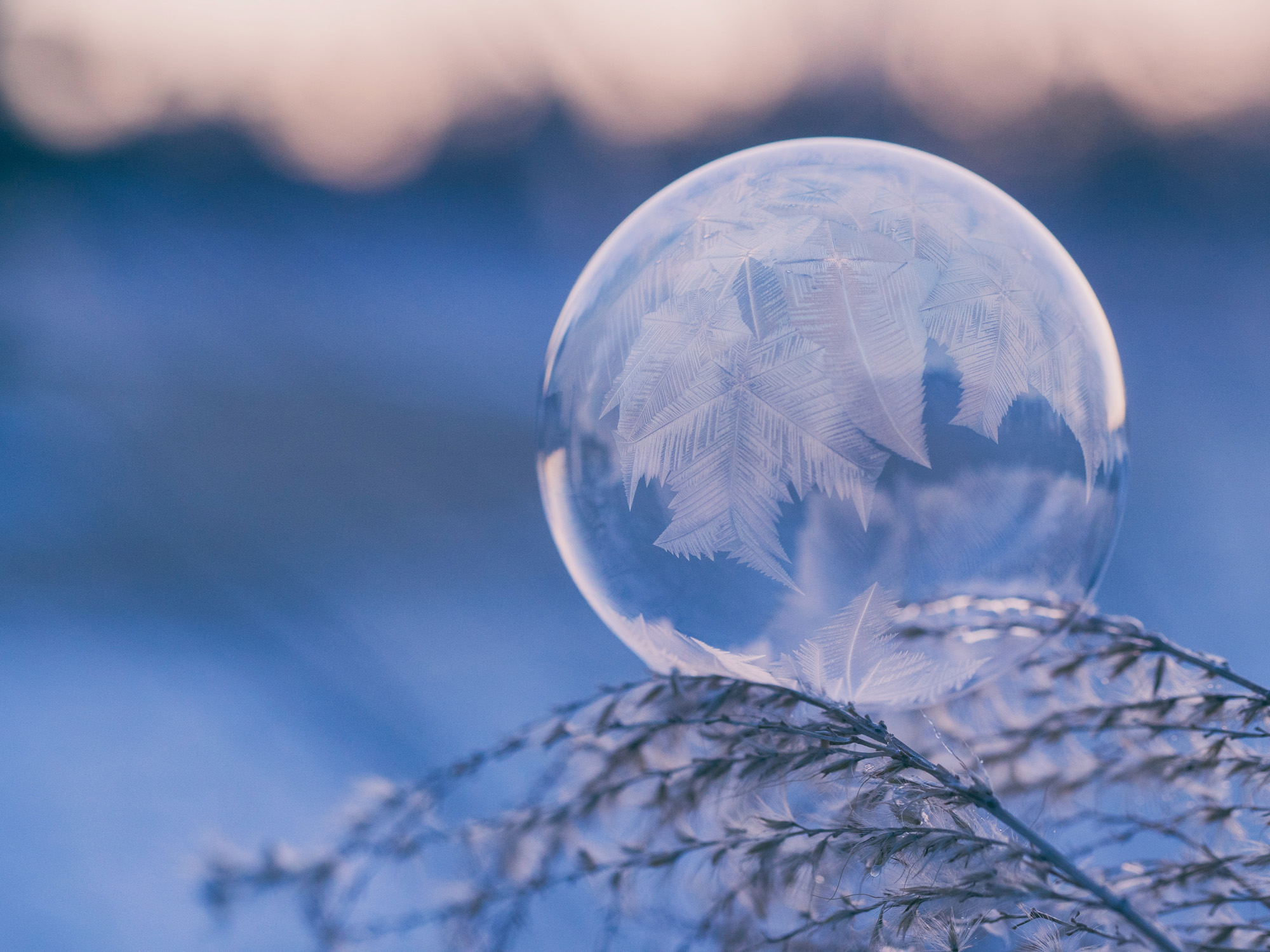 frost bubble on tree limb frost bubble on tree limb