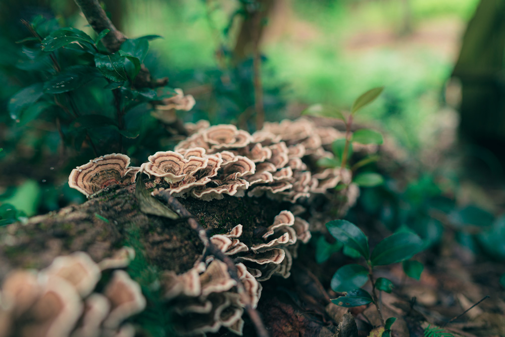 Turkey Tail Mushroom growing on log Turkey Tail Mushroom growing on log