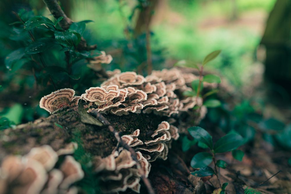 Turkey Tail Mushroom growing on log