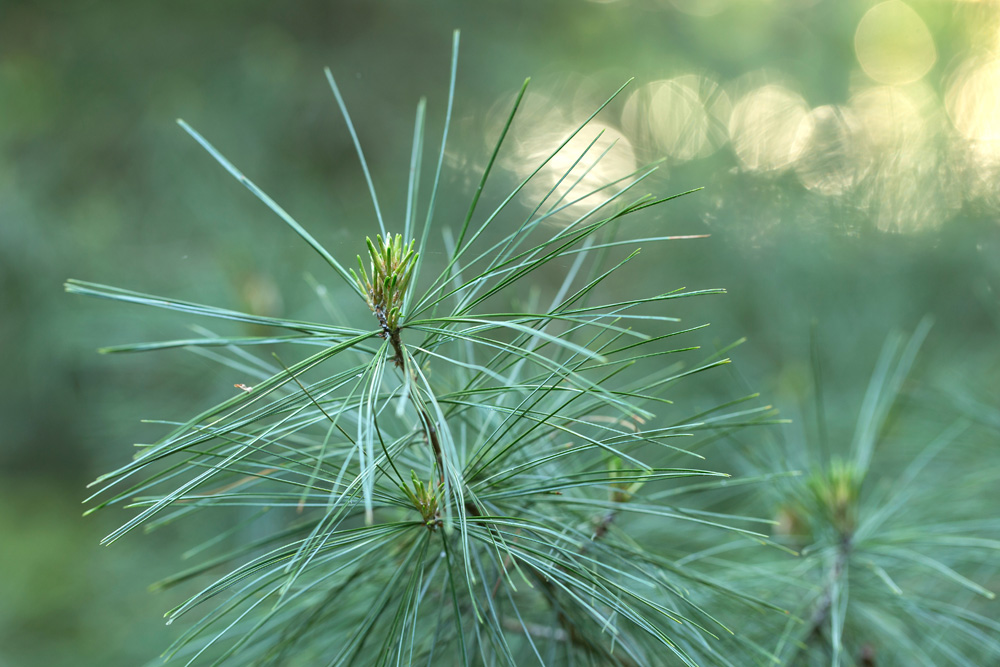 Herbal Focus: White Pine (Pinus strobus)