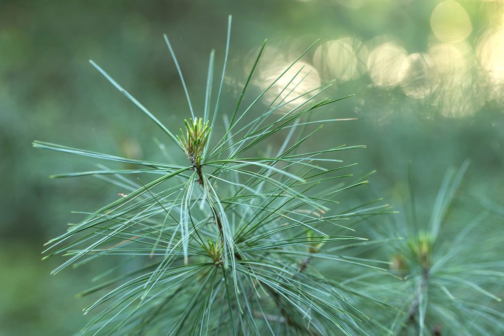 Herbal Focus: White Pine (Pinus strobus)