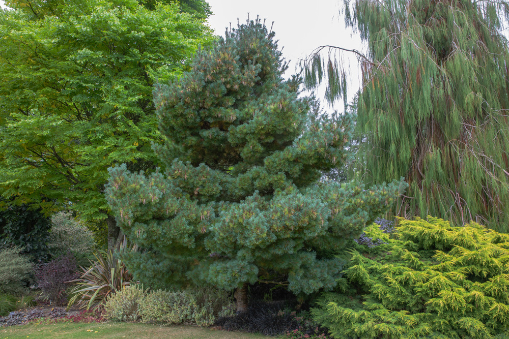 dwarf eastern white pine tree pinus strobus dwarf eastern white pine tree pinus strobus