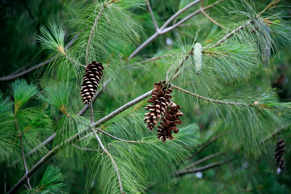 eastern white pine tree branch and cones pinus strobus eastern white pine tree branch and cones pinus strobus