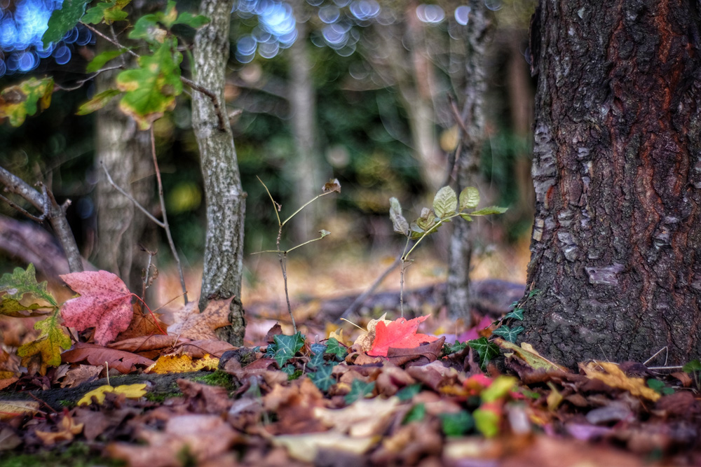 fallen leaves in the forest fallen leaves in the forest