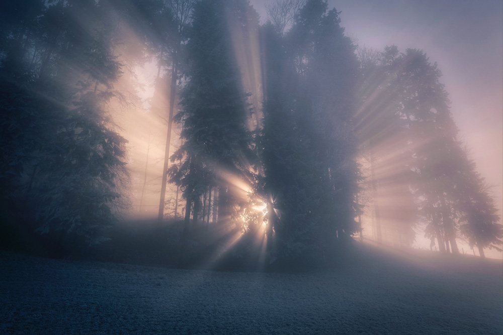 morning light coming through trees morning light coming through trees