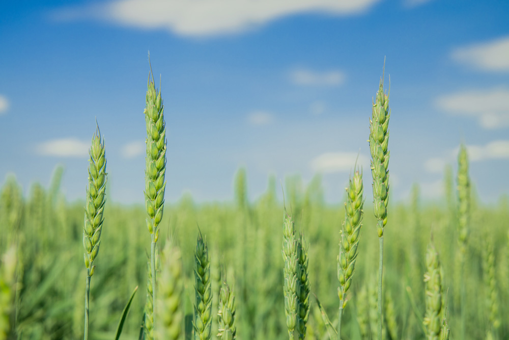 green wheatfield green wheatfield