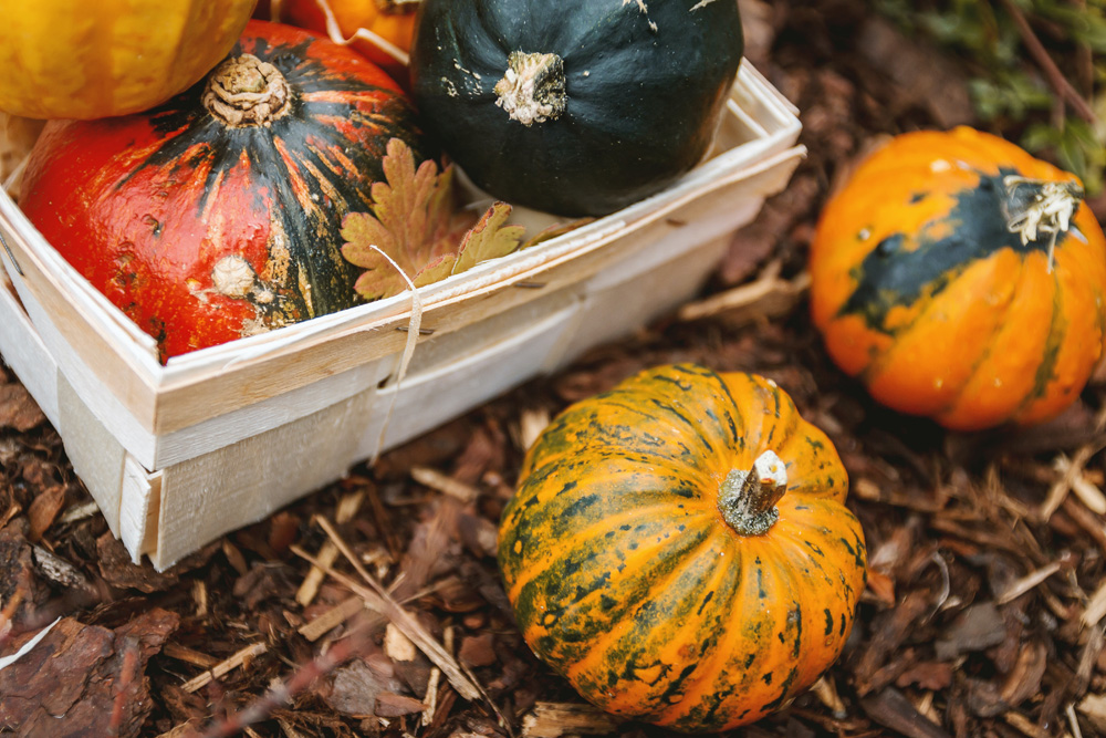multicolored squash multicolored squash