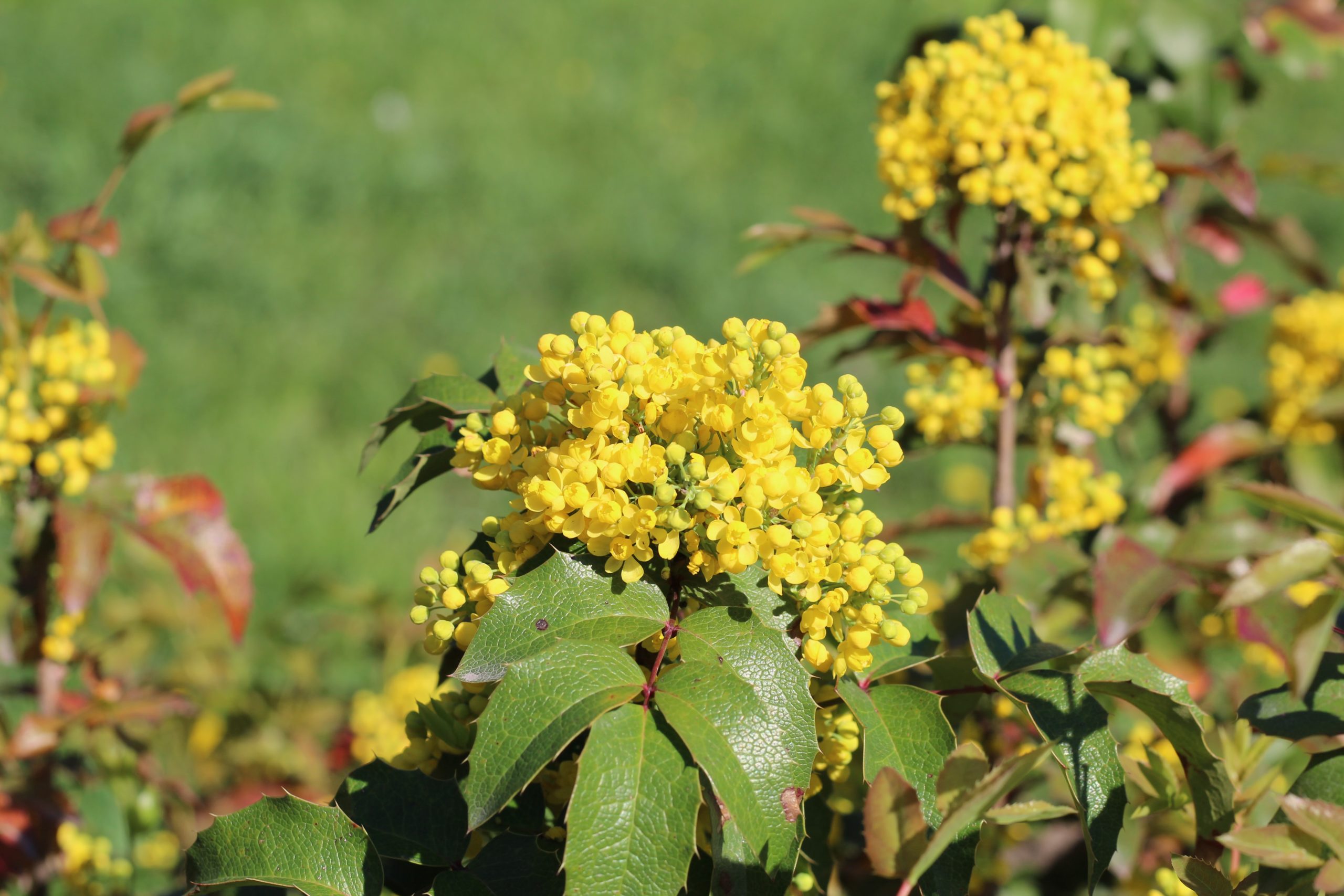 Oregon Grape yellow flower cluster on bush Oregon Grape yellow flower cluster on bush