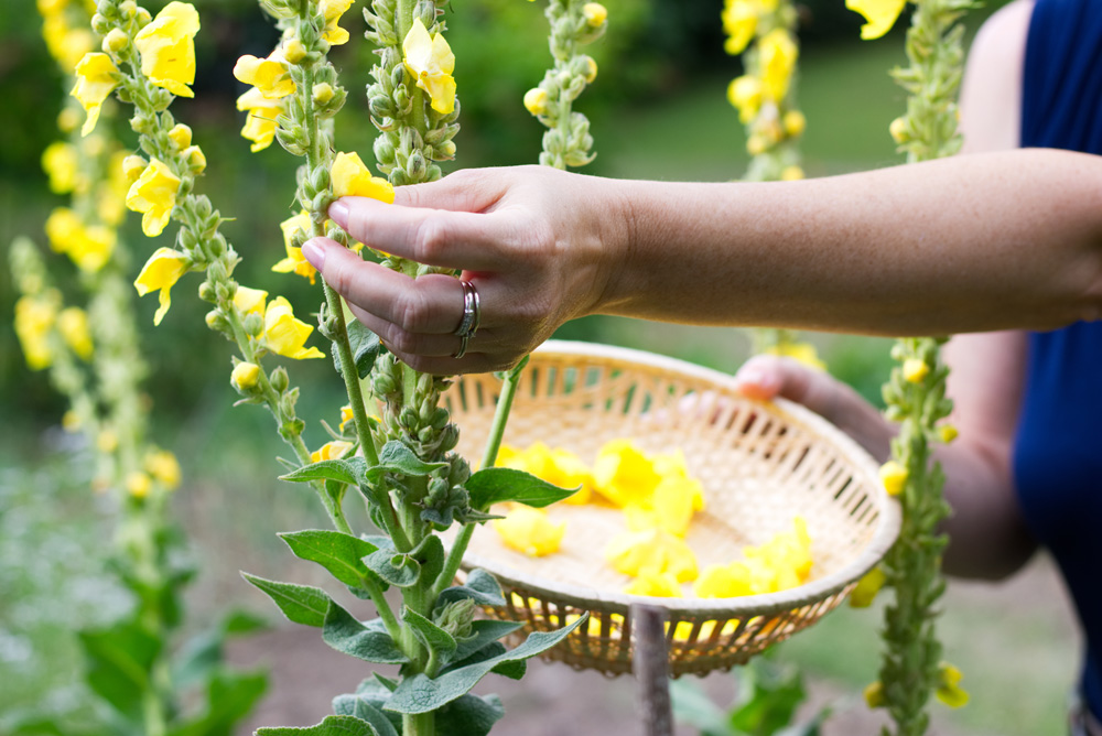 Woman collecting mullein verbascum flowers to a wicker basket Woman collecting mullein verbascum flowers to a wicker basket