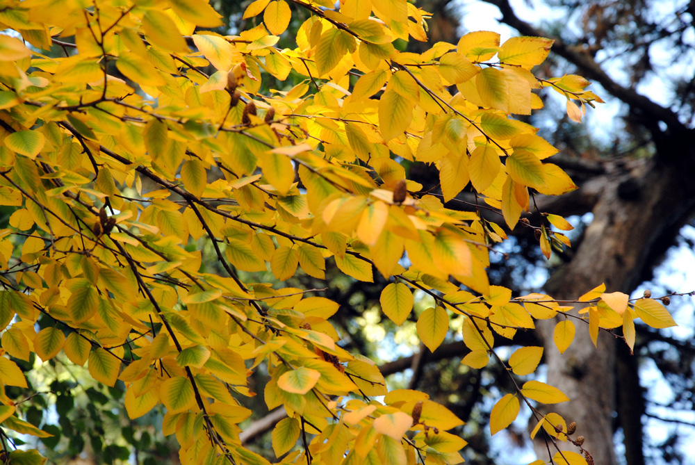 Herbal Focus: Birch (Black) Betula lenta
