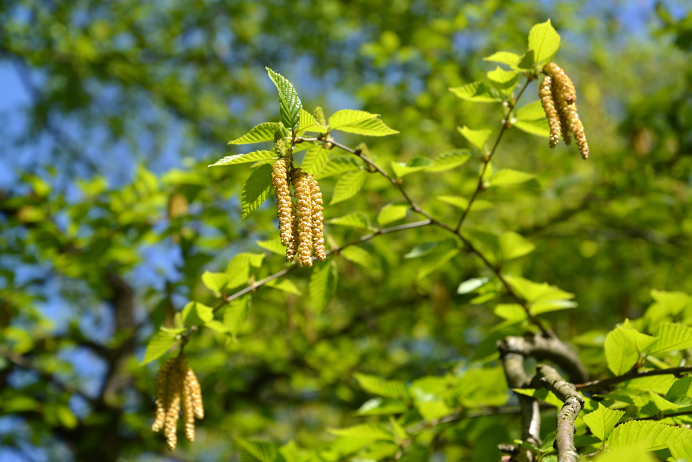 Blossoming of a birch cherry (Betula lenta L.). Spring Blossoming of a birch cherry (Betula lenta L.). Spring