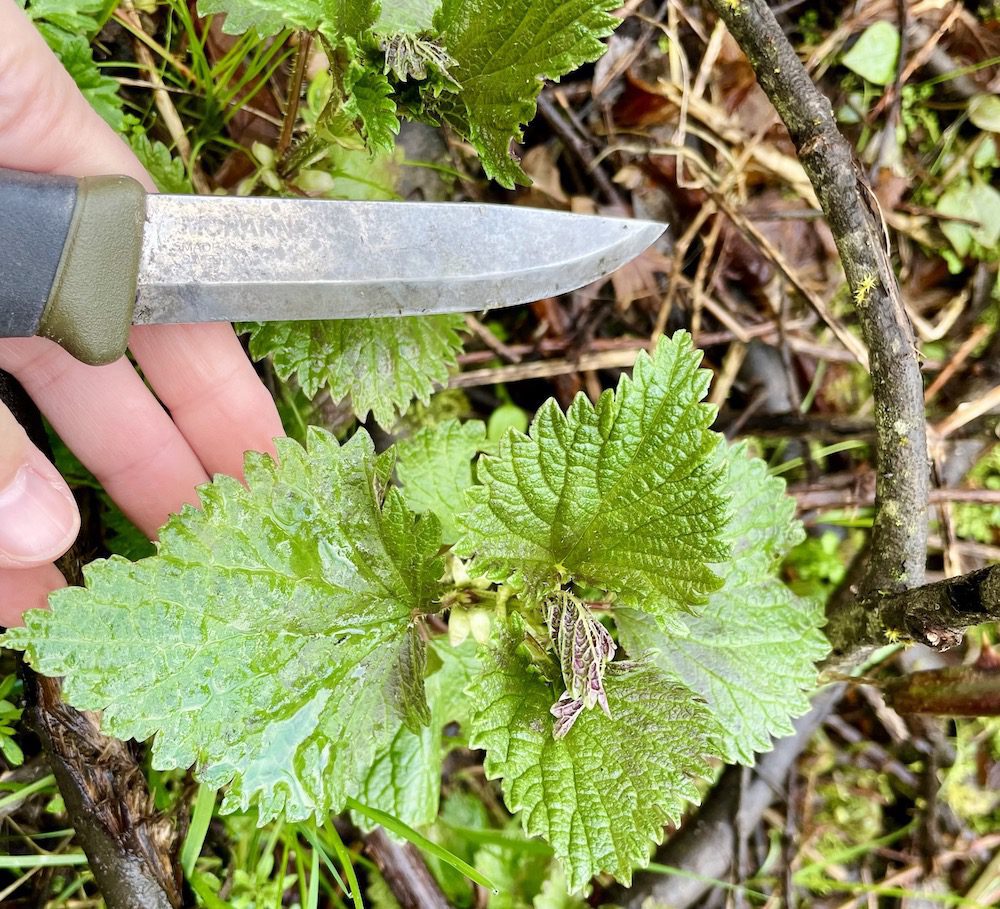 Nicole Apelian harvesting stinging nettle with mora knife Nicole Apelian harvesting stinging nettle with mora knife