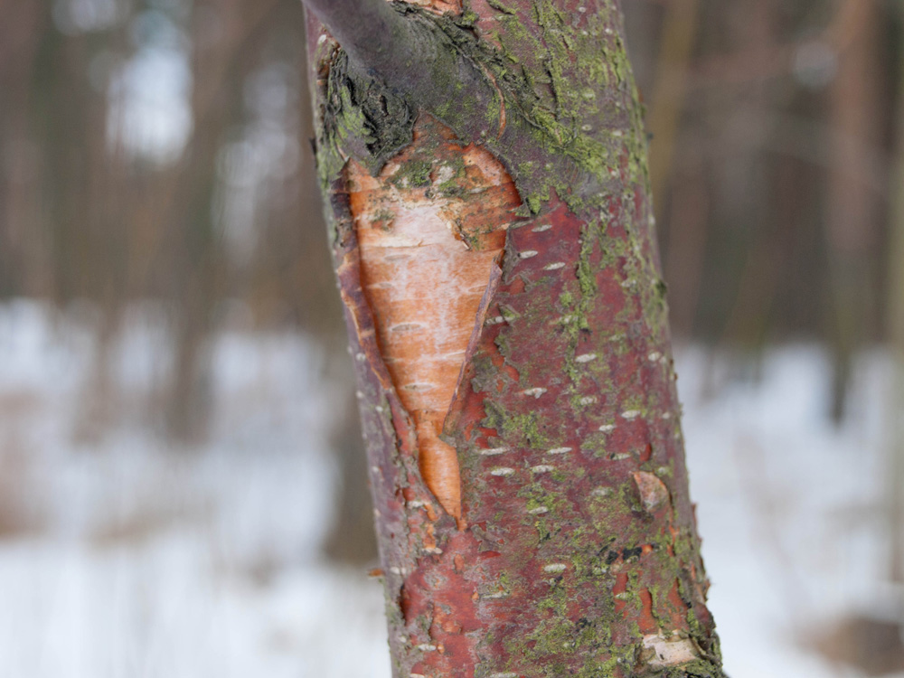 Young sweet cherry birch (Bétula lénta) with red cherry bark Young sweet cherry birch (Bétula lénta) with red cherry bark
