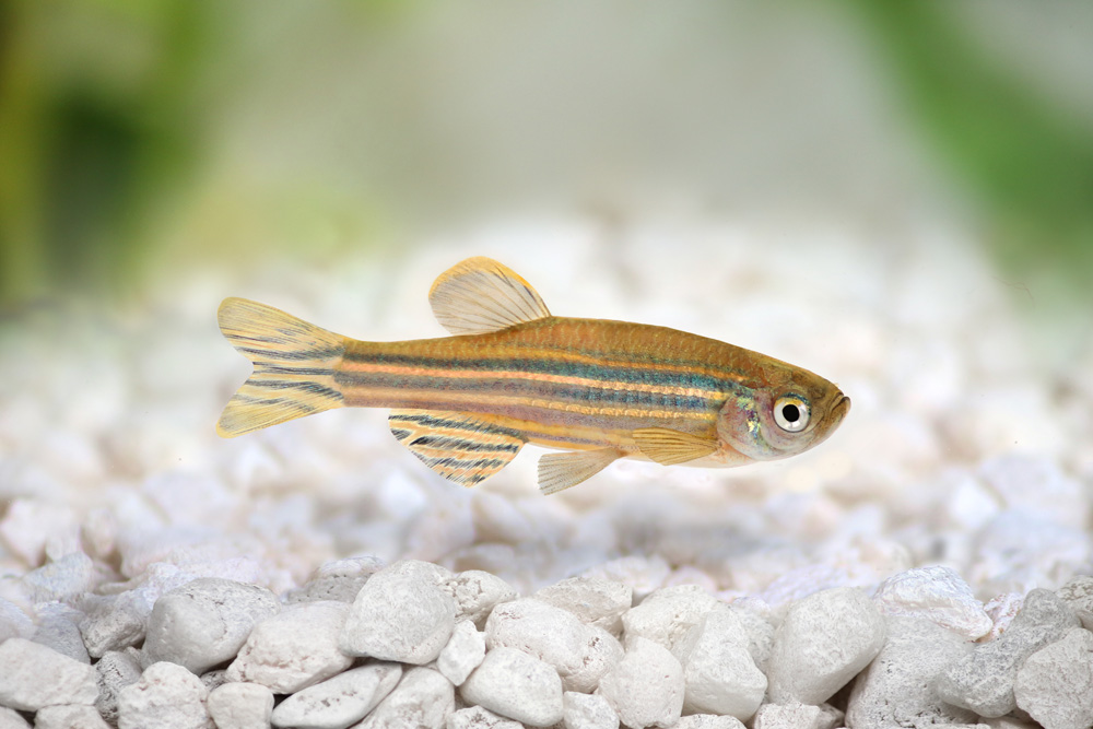 Zebrafish Zebra Barb Danio rerio freshwater aquarium fish Zebrafish in aquarium