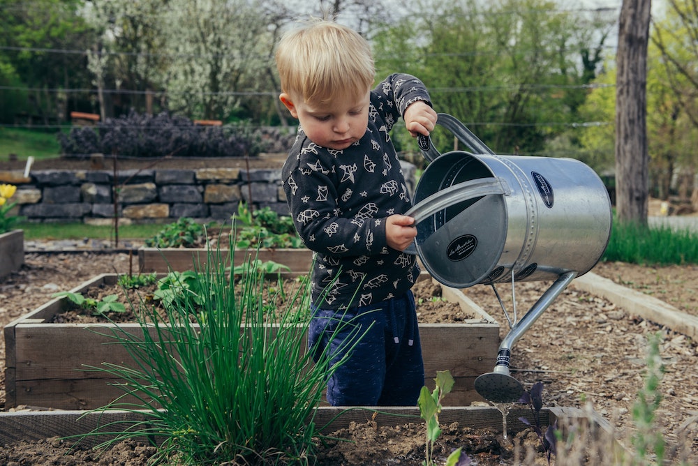 small boy watering garden with metal can small boy watering garden with metal can