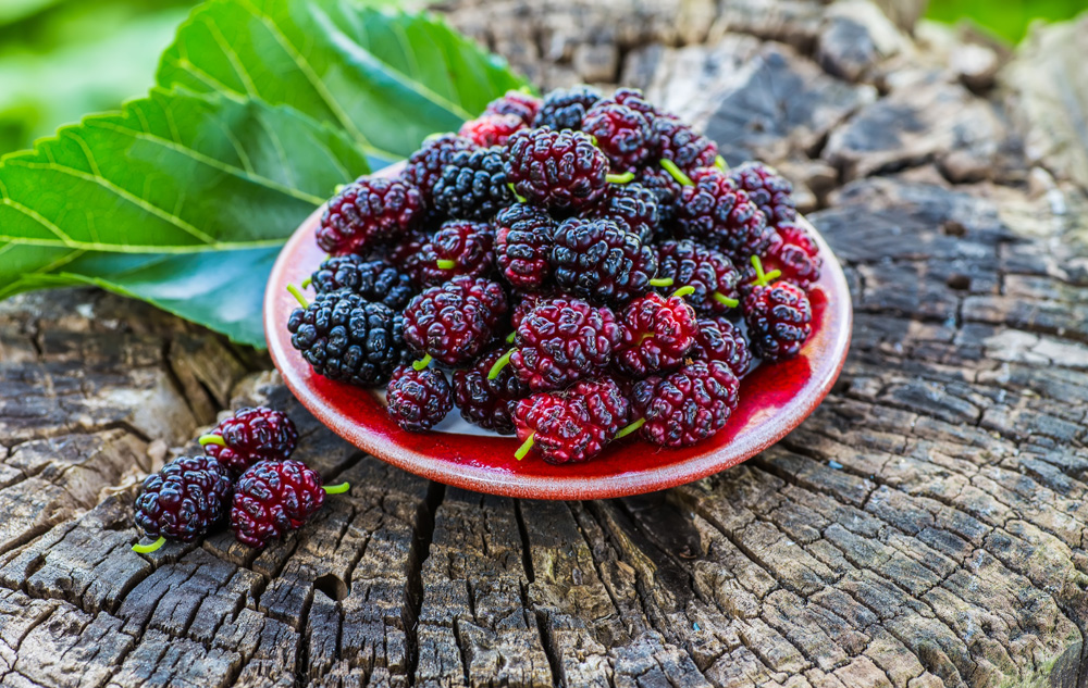 Fresh mulberries in a bowl on a garden background Fresh mulberries in a bowl on a garden background