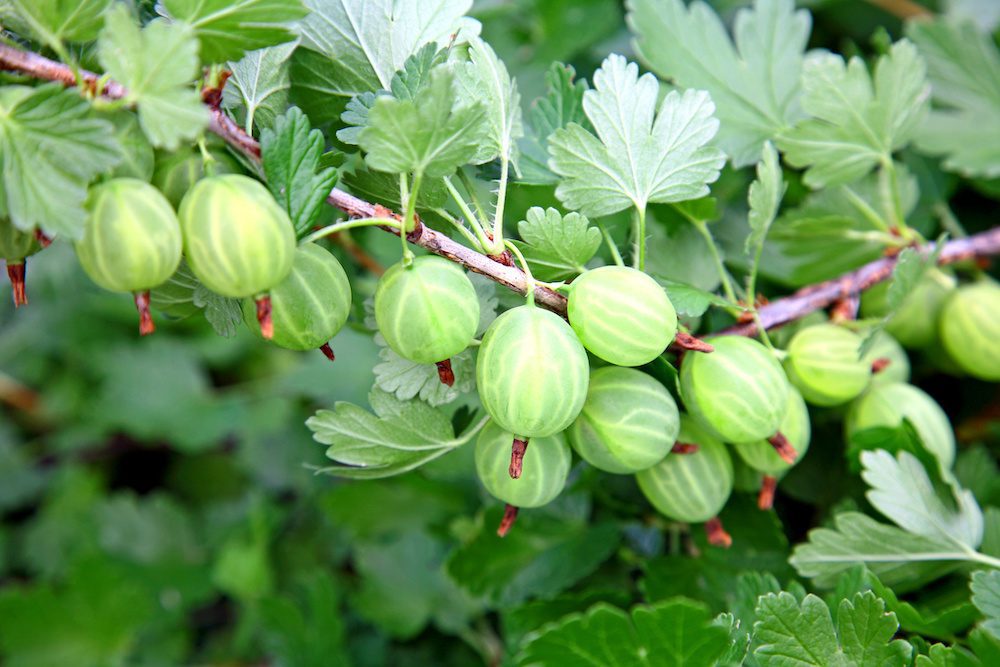 Full branch of green gooseberries