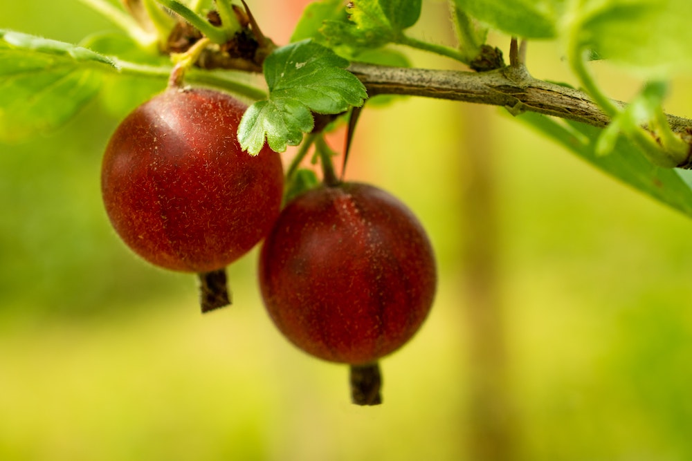 Gooseberry Gooseberry