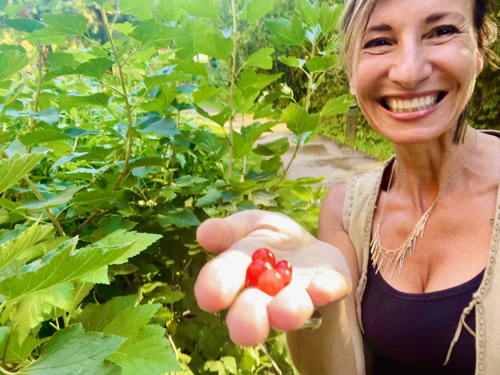 Herbal Focus: GooseberryRibes spp.