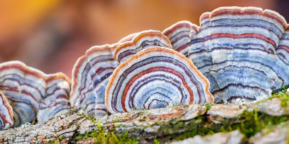 Turkey Tail Medicinal Mushroom (Trametes versicolor) Turkey Tail Medicinal Mushroom (Trametes versicolor)