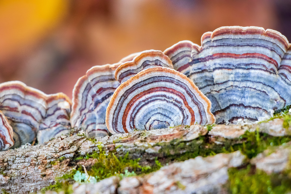 Turkey Tail Medicinal Mushroom (Trametes versicolor) Turkey Tail Medicinal Mushroom (Trametes versicolor)