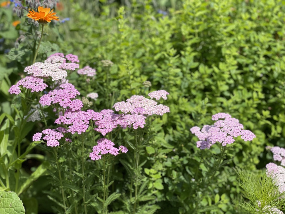 Yarrow and calendula in Nicole Apelian's garden Yarrow and calendula in Nicole Apelian's garden