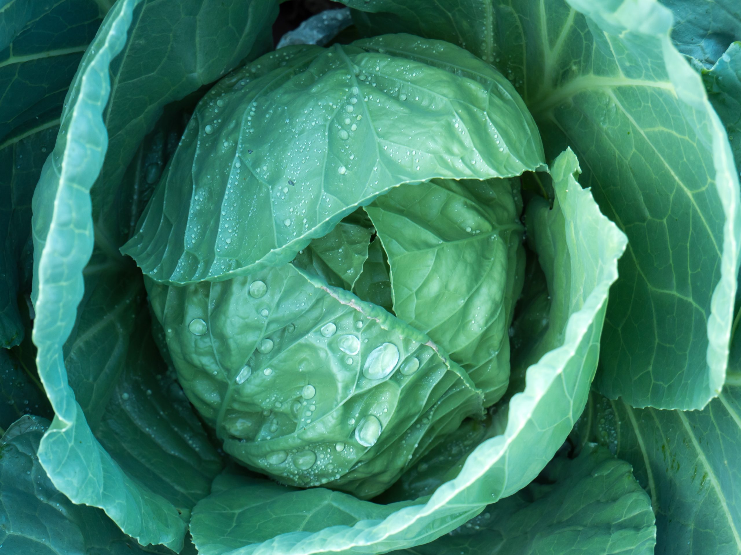closeup of cabbage head with water droplets closeup of cabbage head with water droplets