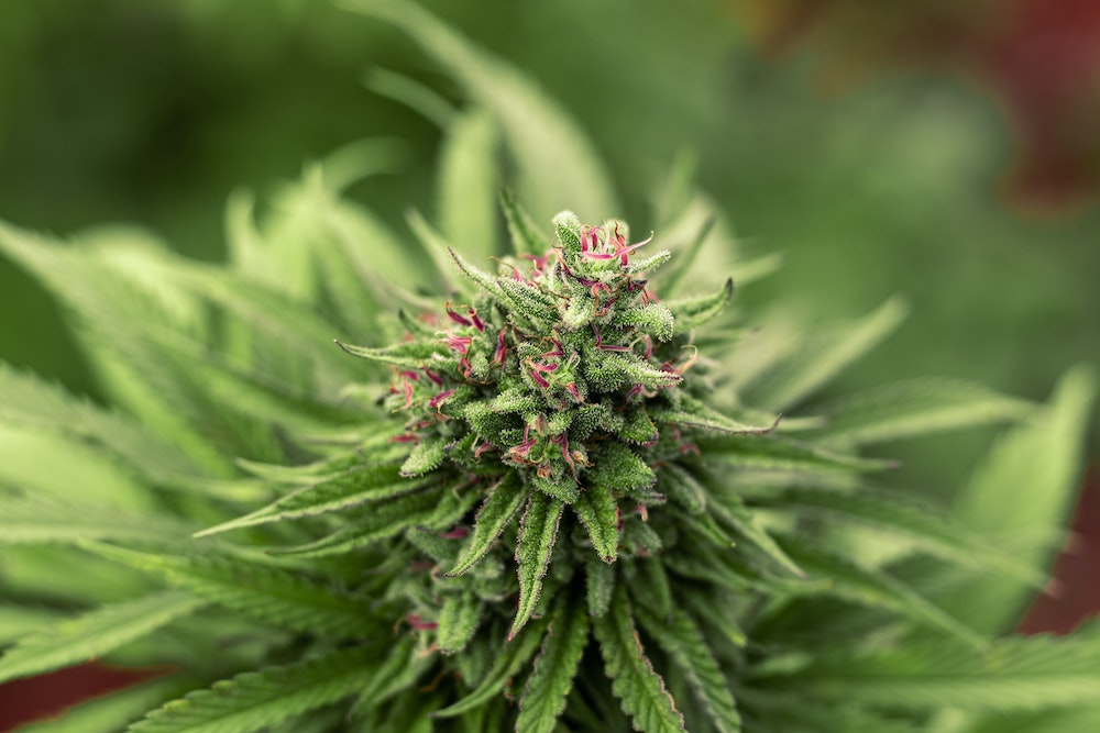 Cannabis Plant Cannabis Plant