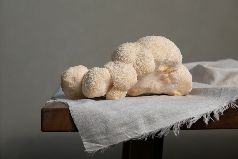 Closeup shot of white Lion's mane mushrooms on a white cloth pla Closeup shot of white Lion's mane mushrooms on a white cloth pla