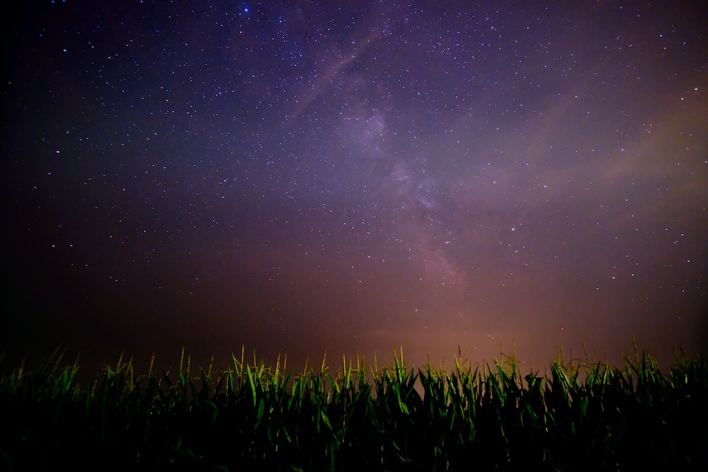Corn crop - night sky Corn crop - night sky