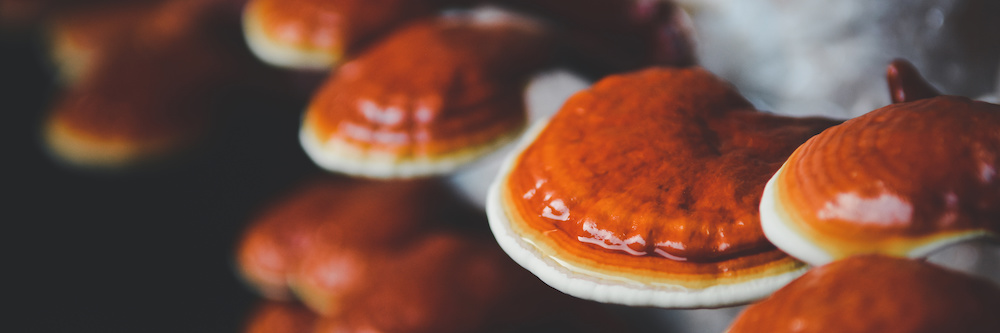 Lingzhi or Ganoderma mushroom on farm, for making medicine. banner Lingzhi or Ganoderma mushroom on farm, for making medicine. banner