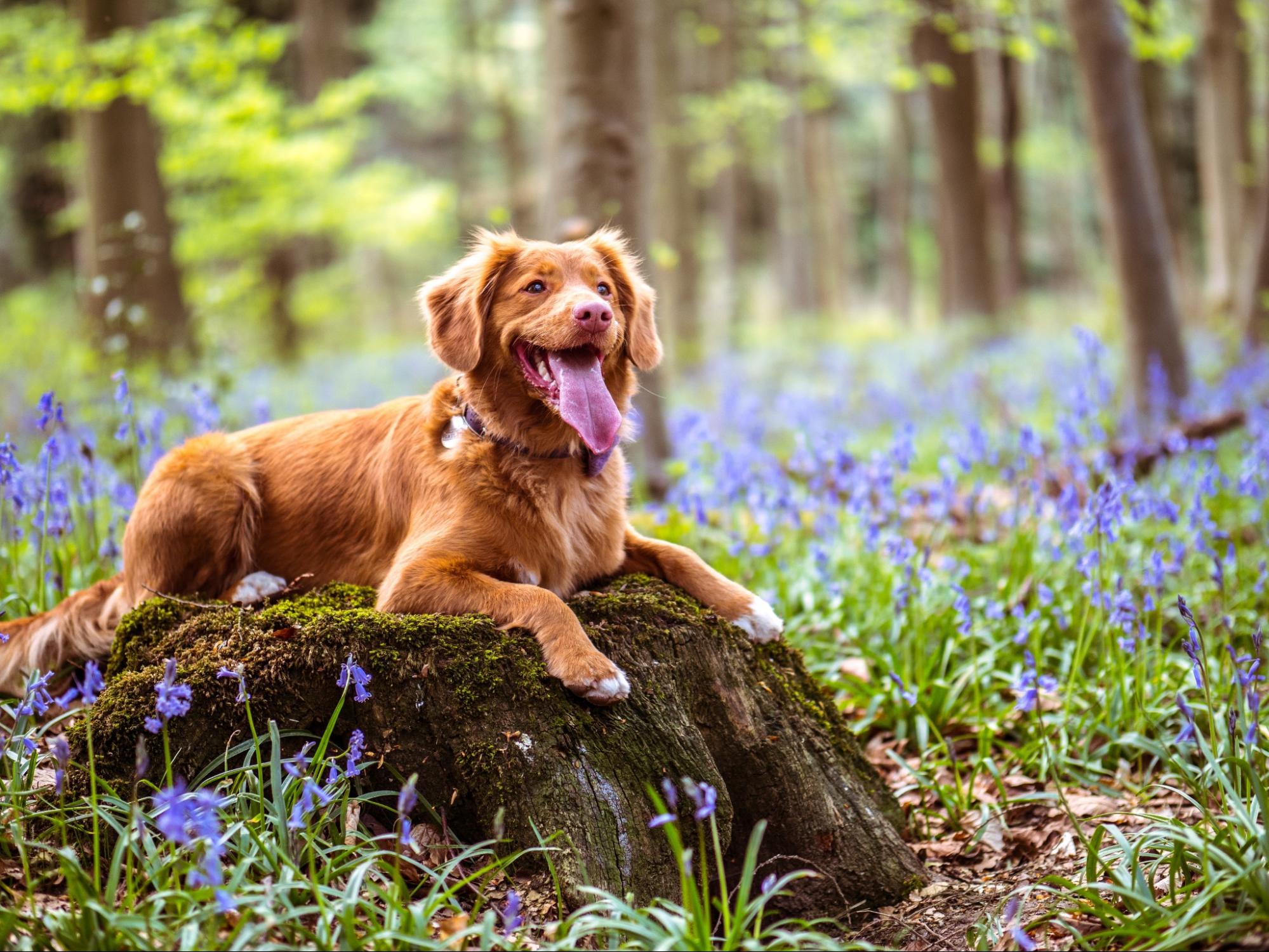 dog laying on rock in the woods dog laying on rock in the woods