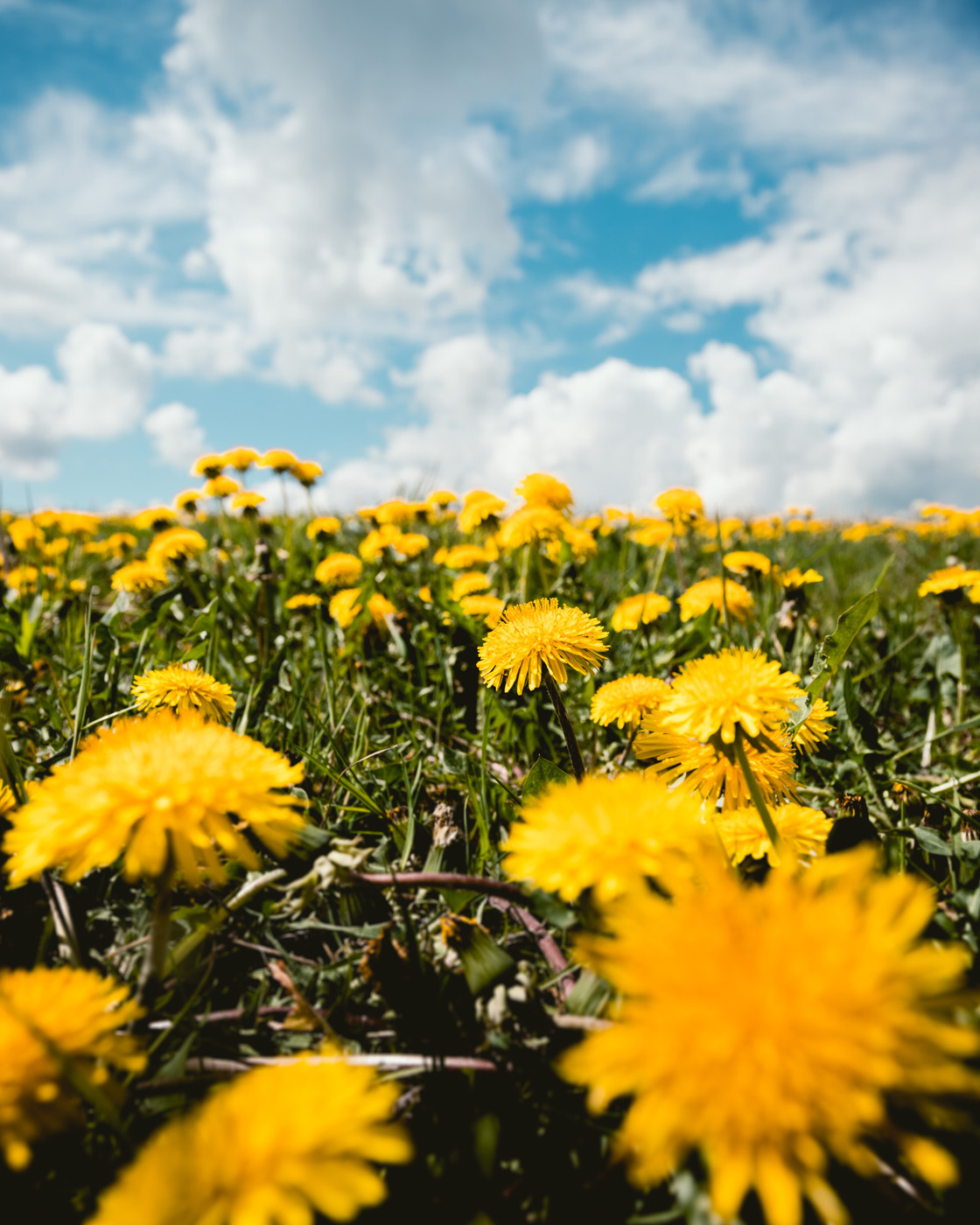 field of dandelions and blue sky field of dandelions and blue sky