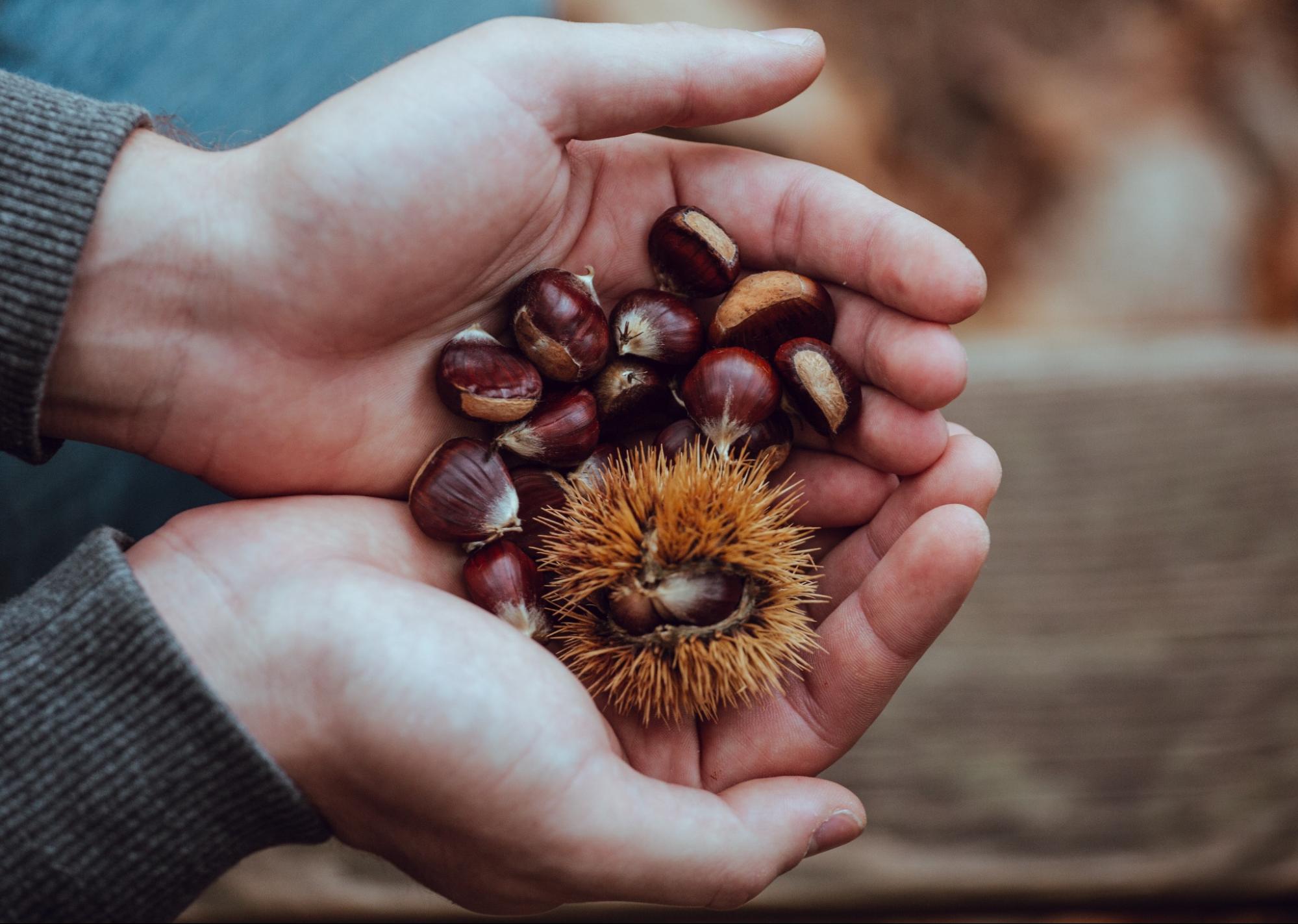 hands holding chestnuts hands holding chestnuts