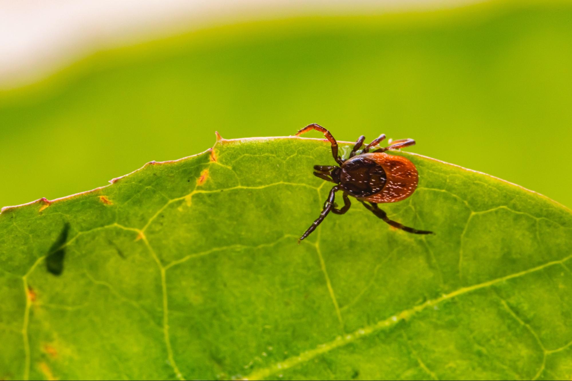 parasitic bug on leaf parasitic bug on leaf