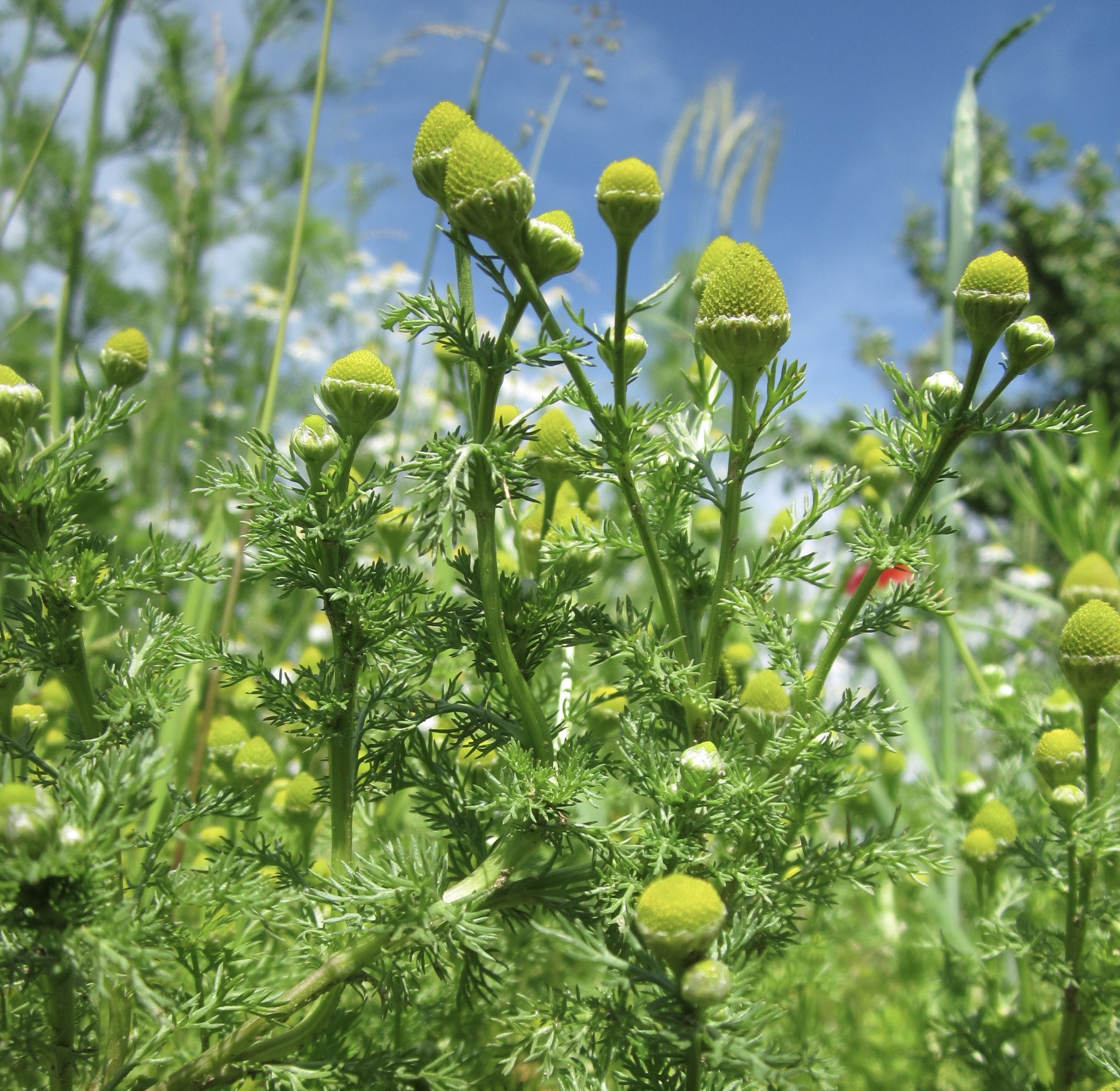 pineapple weed pineapple weed