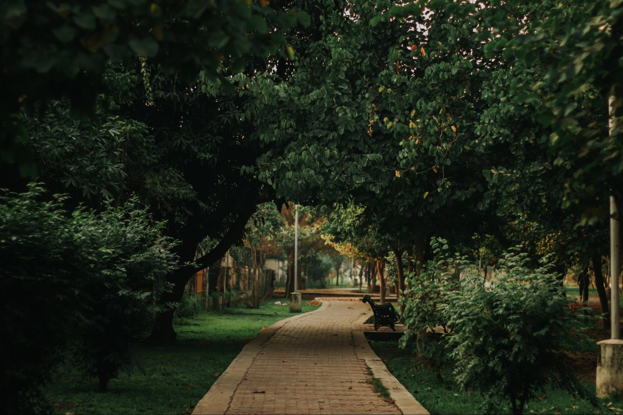 tree lined path through urban park tree lined path through urban park