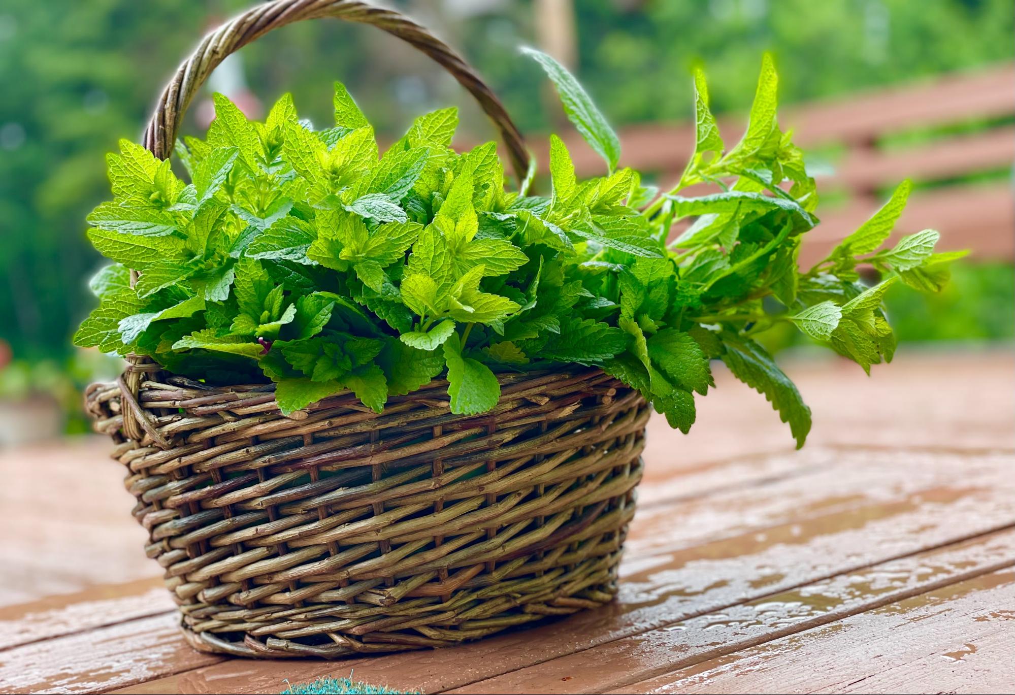 basket full of lemon balm basket full of lemon balm