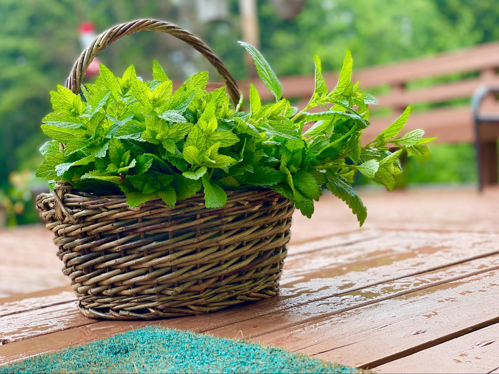 basket of freshly foraged lemon balm basket of freshly foraged lemon balm