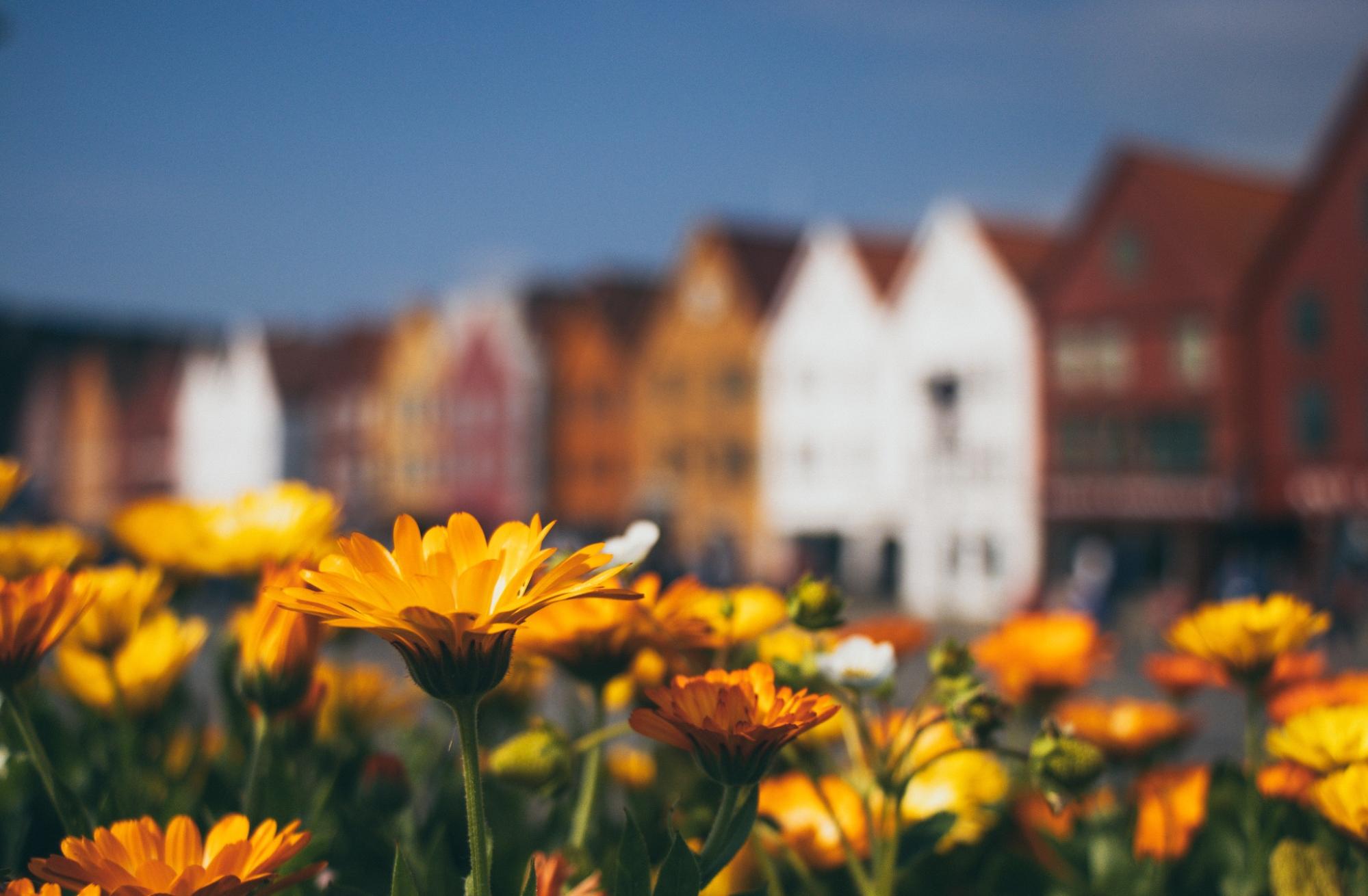 calendula flowers with buildings in the background calendula flowers with buildings in the background