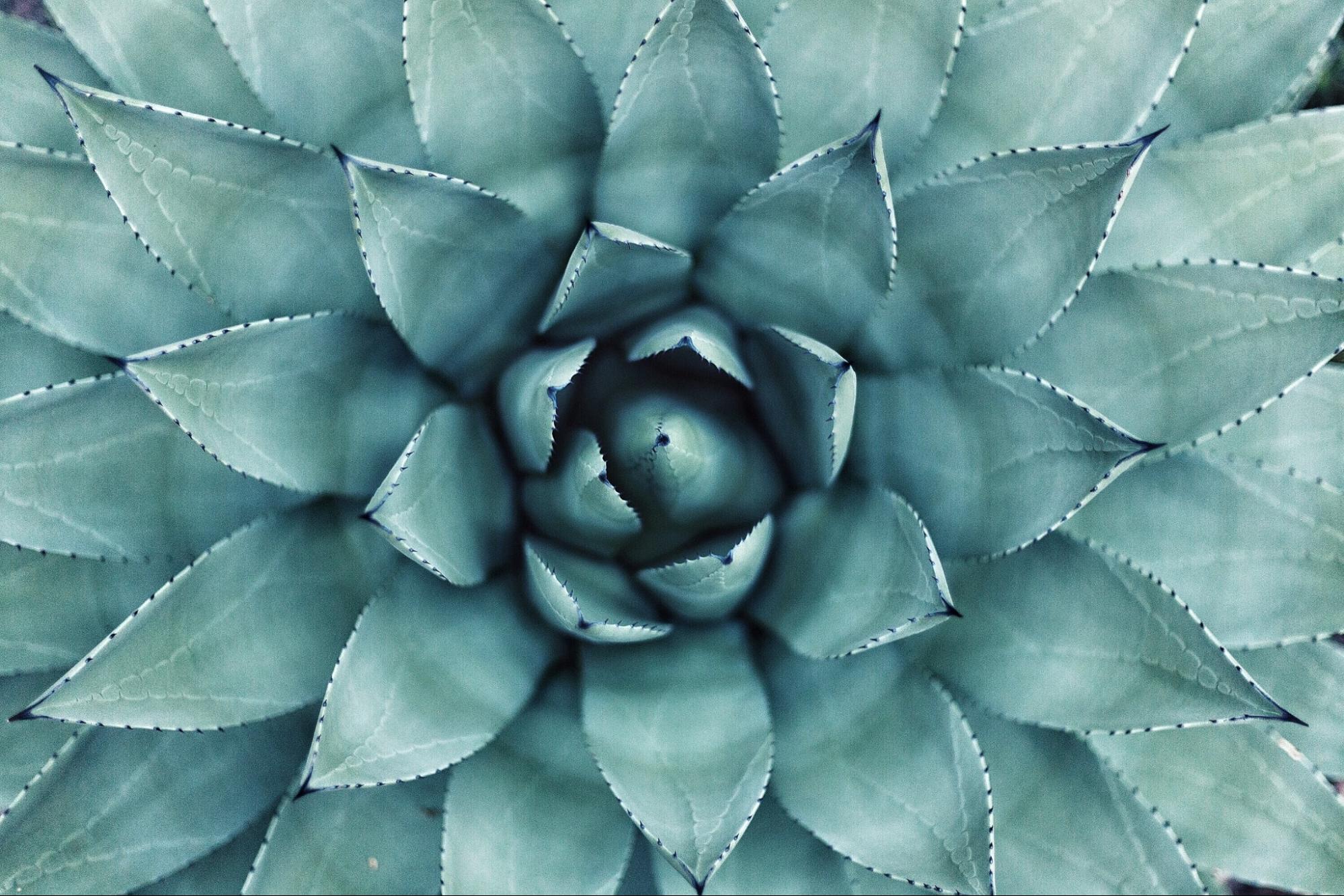 closeup of succulent plant closeup of succulent plant