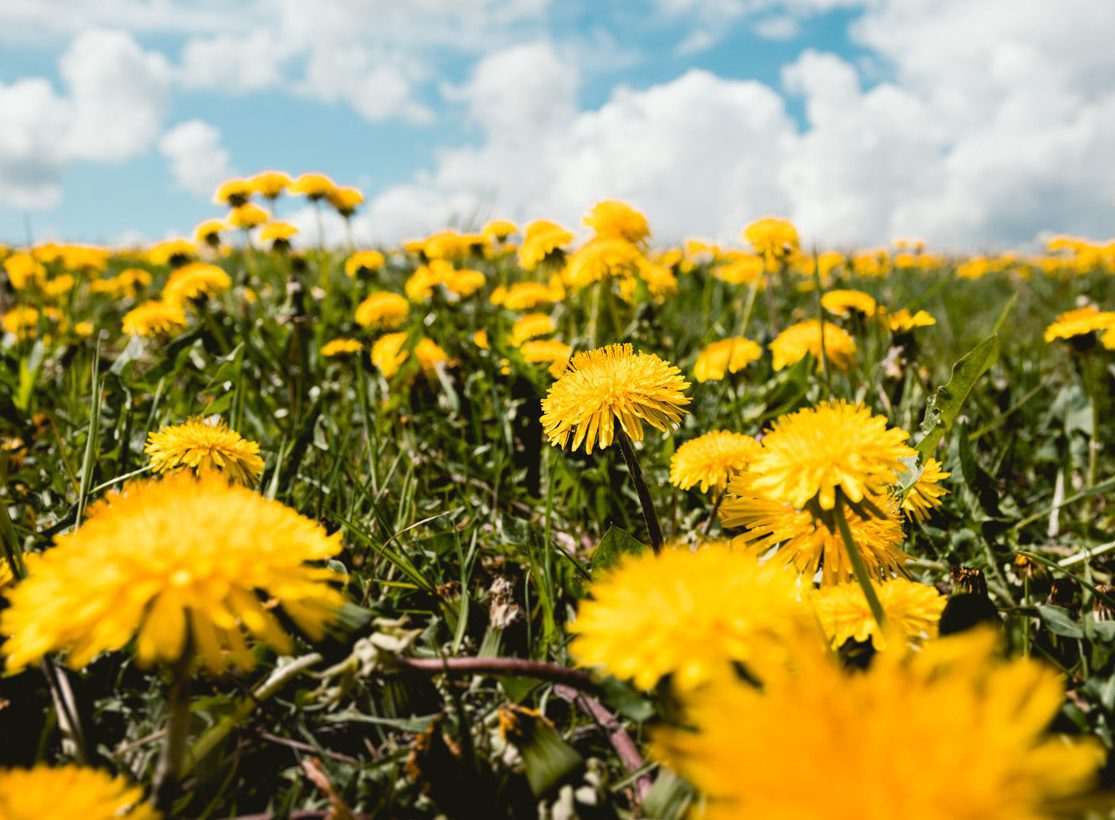 field of dandelions