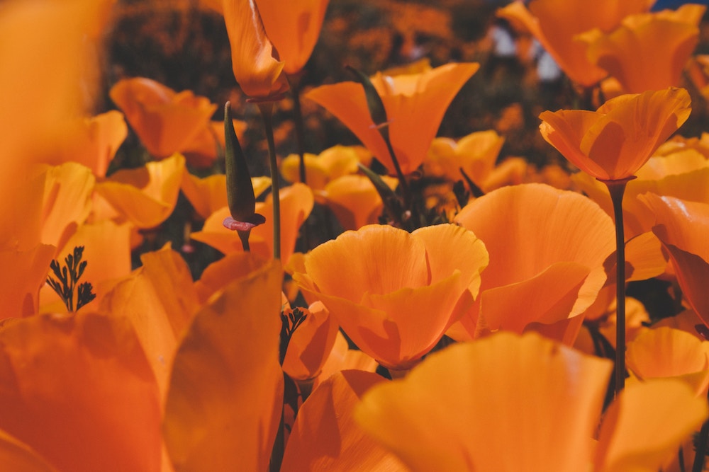 California Poppy California Poppy