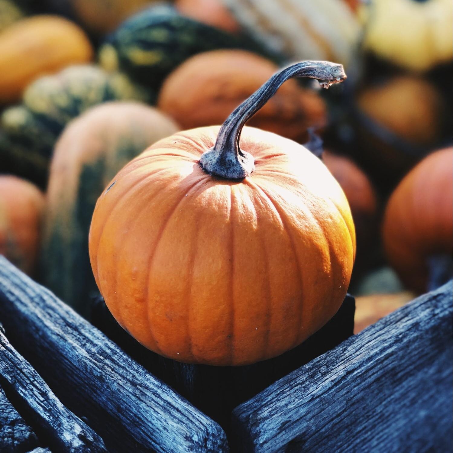 Pumpkins and gourds in a bin Pumpkins and gourds in a bin