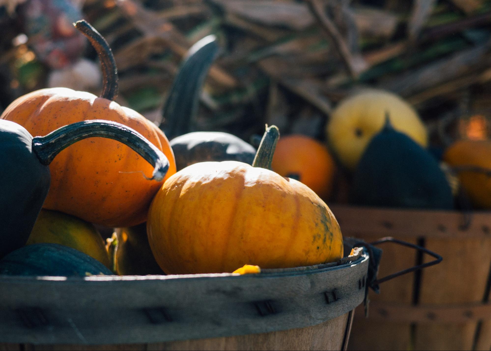 bushels of pumpkins bushels of pumpkins