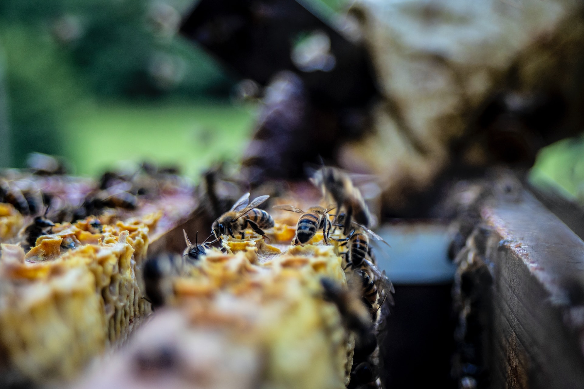 bees on honeycomb bees on honeycomb